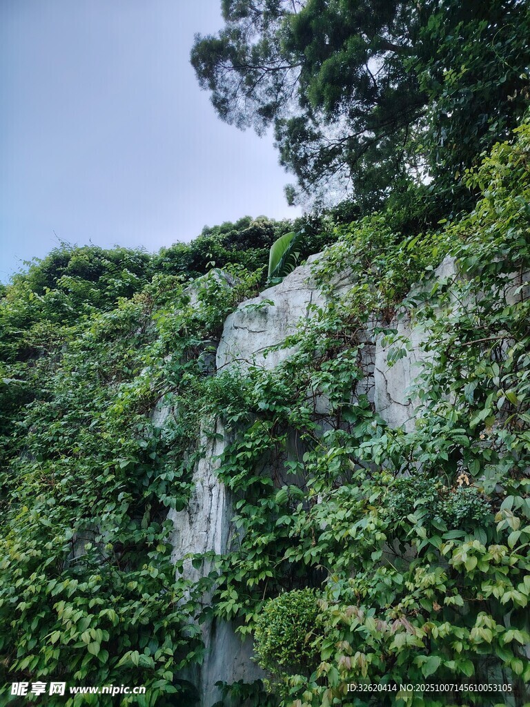 藤蔓覆盖的石墙景观