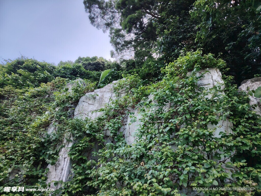 藤蔓覆盖的岩石景观