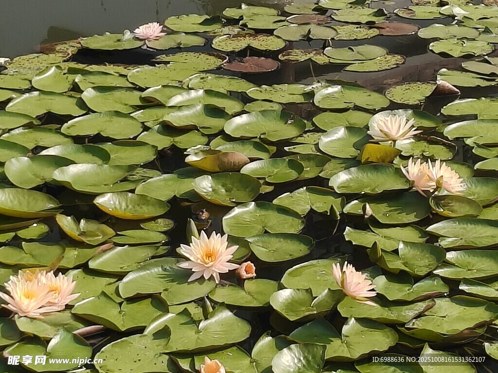 池塘中的睡莲与荷叶