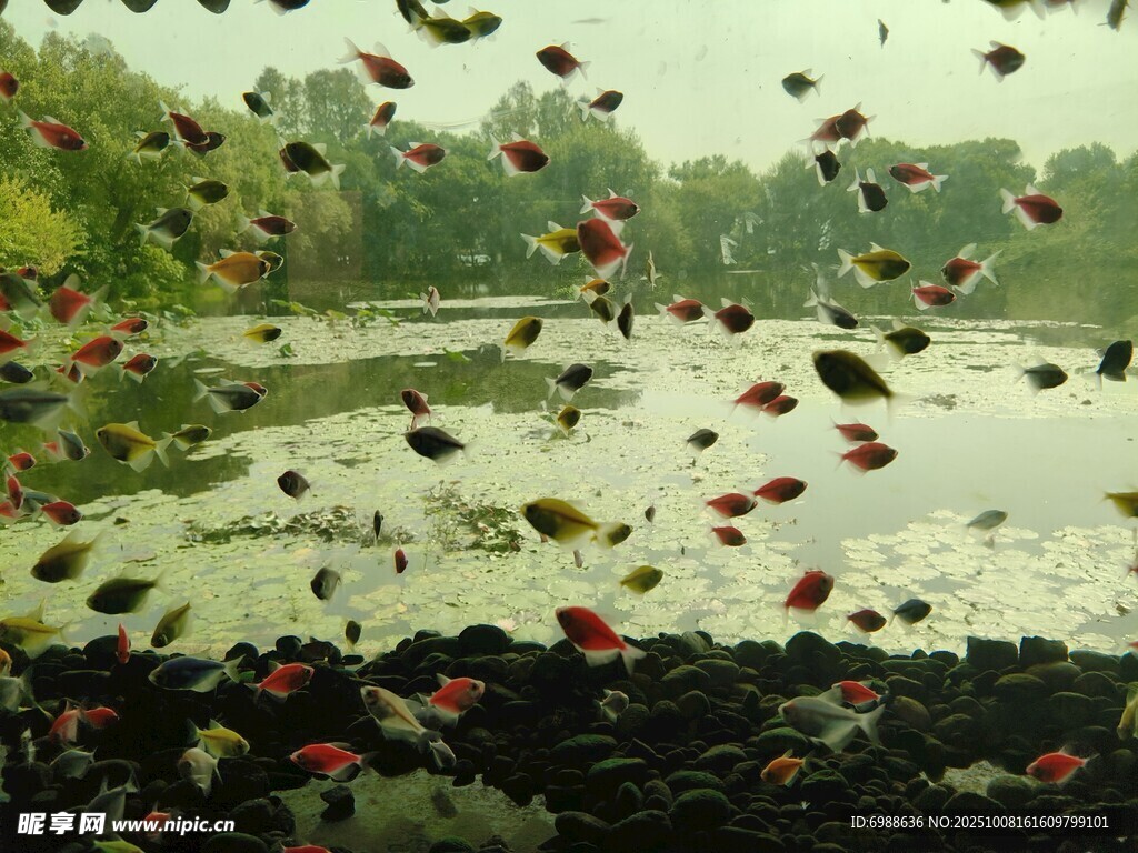 雨中池塘花叶飘零