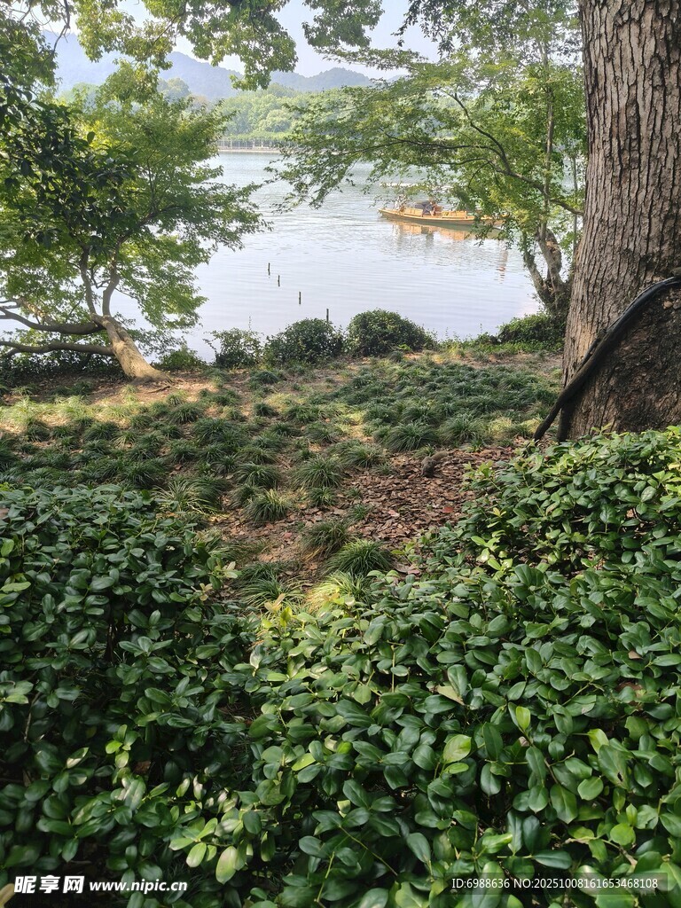 绿意盎然的自然景观