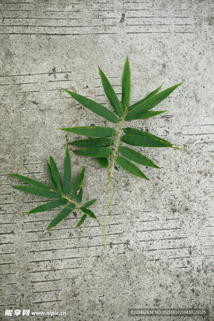 竹叶 