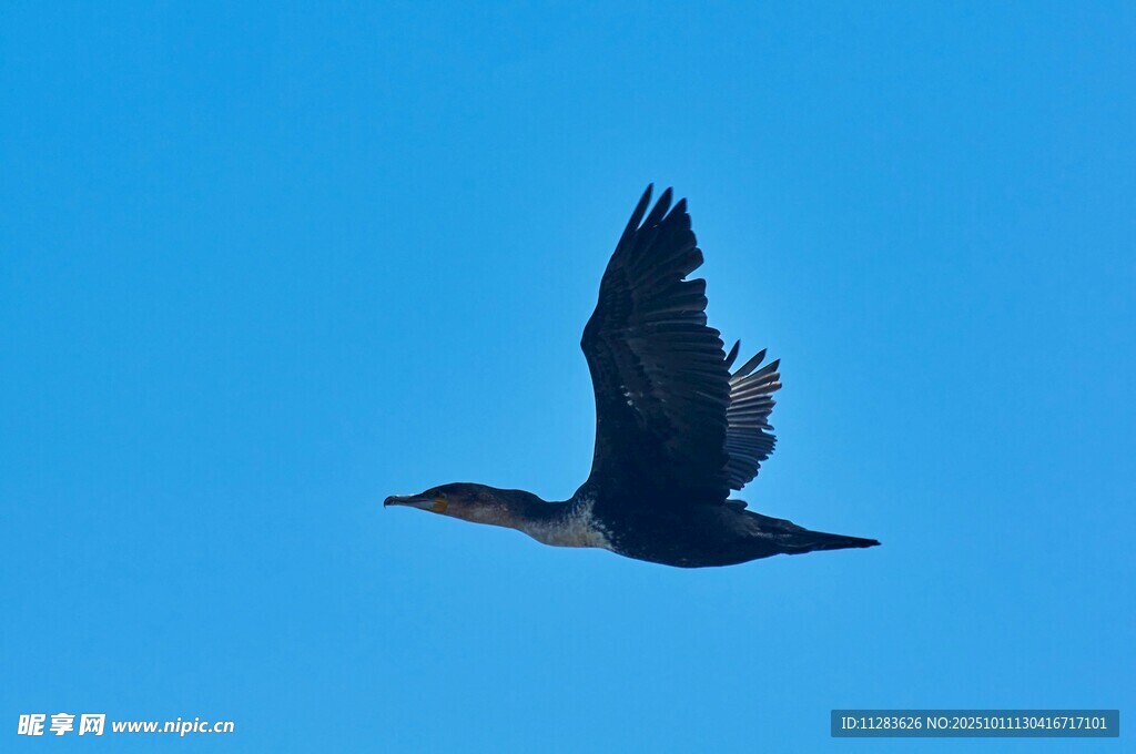 蓝天下飞翔的黑色飞鸟