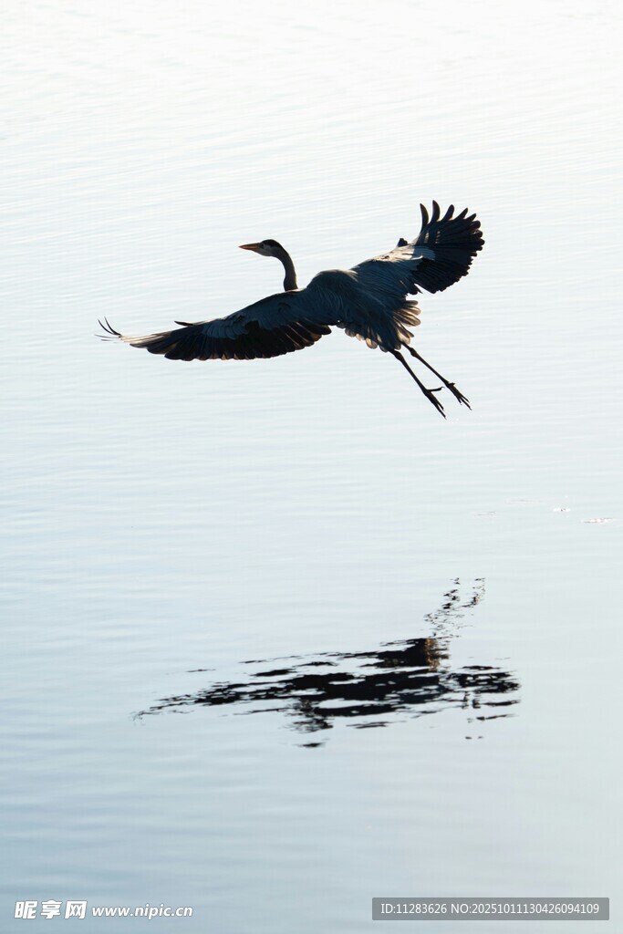 苍鹭水面展翅瞬间