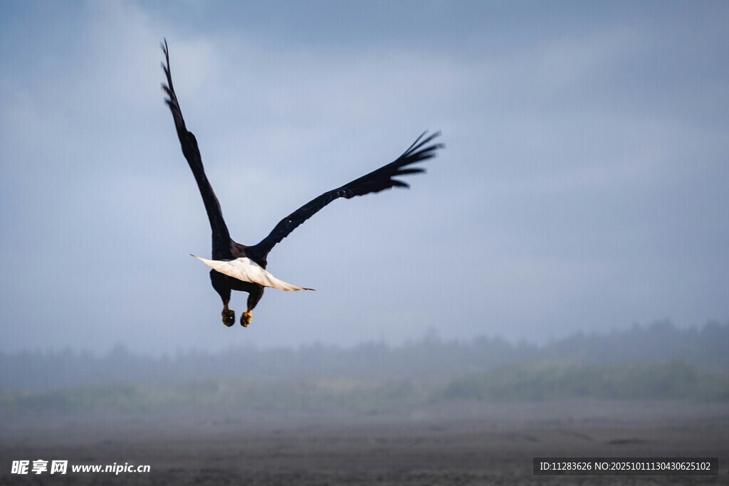 翱翔天际的雄鹰