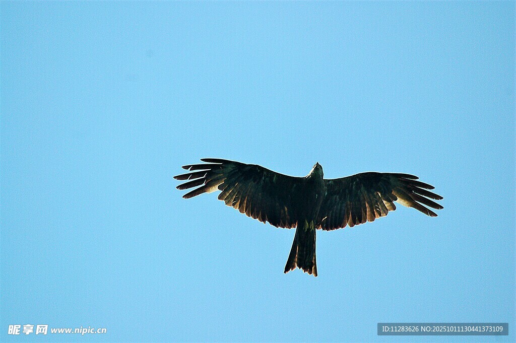 蓝天中展翅翱翔的飞鸟