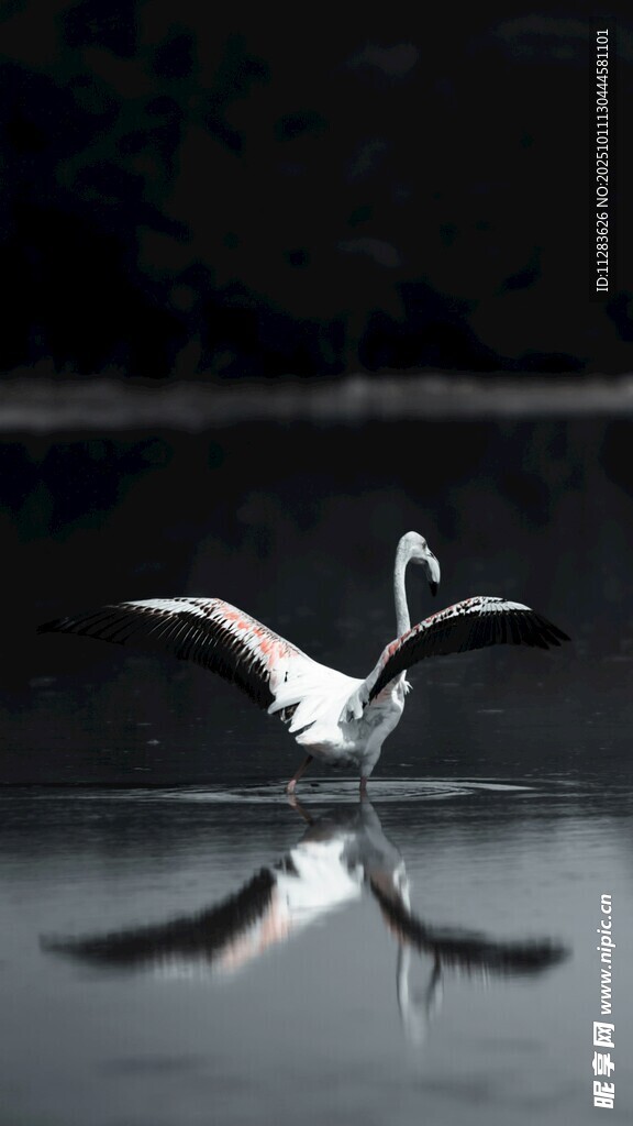 水面上展翅的优雅白鸟