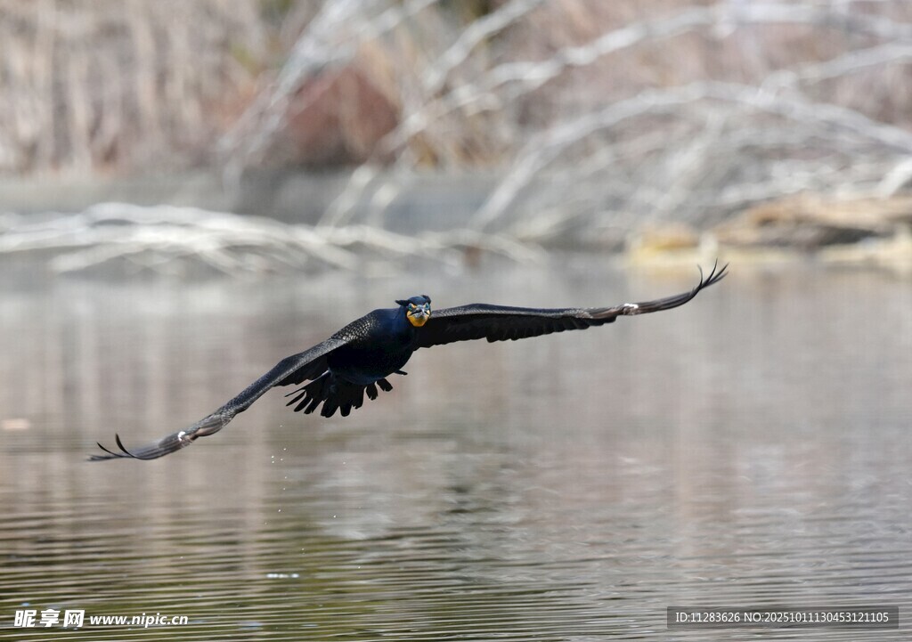 水面上展翅飞翔的黑鸟