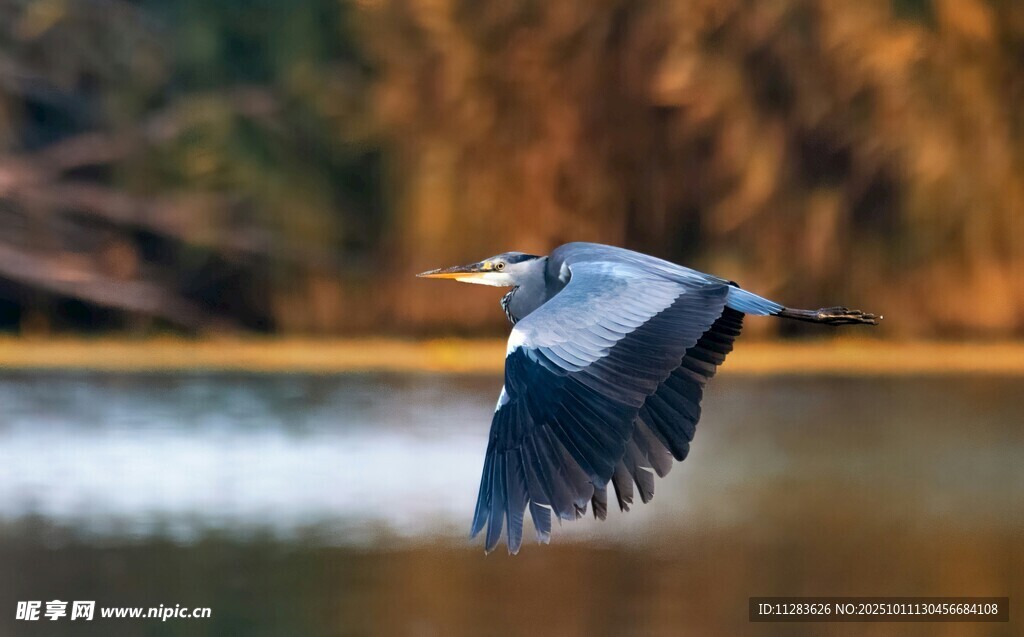 蓝鹭于湖畔展翅飞翔