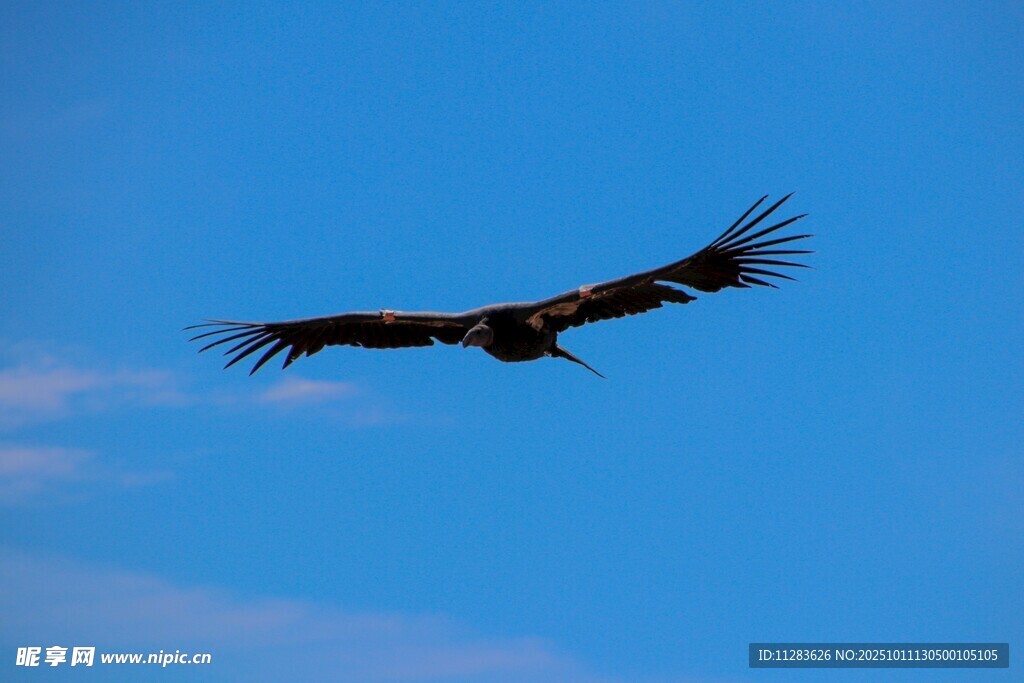 蓝天中展翅翱翔的飞鸟