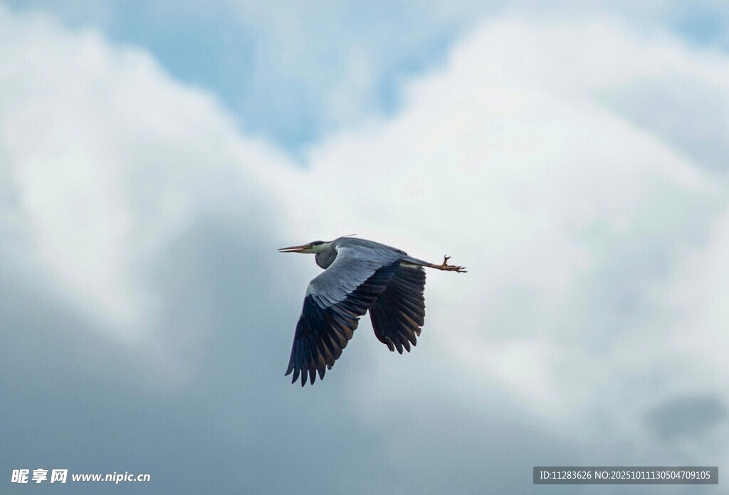 灰鹭翱翔于云端