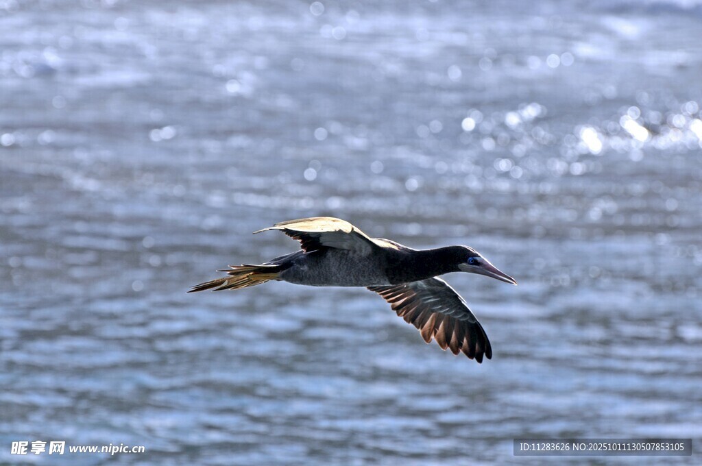 海面上飞翔的鸟