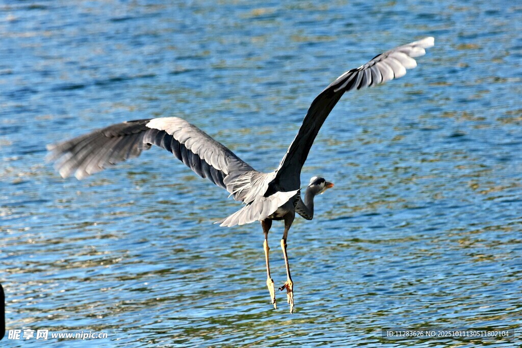 灰鹭展翅于碧水之上