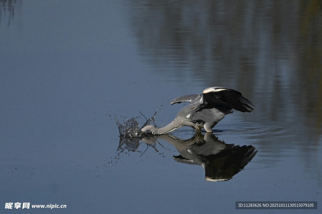 白鹭水中捕食倒影画面