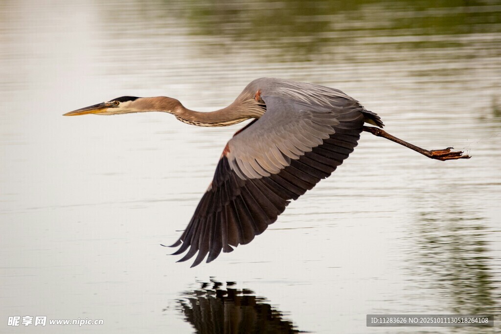 灰鹭水面展翅飞翔