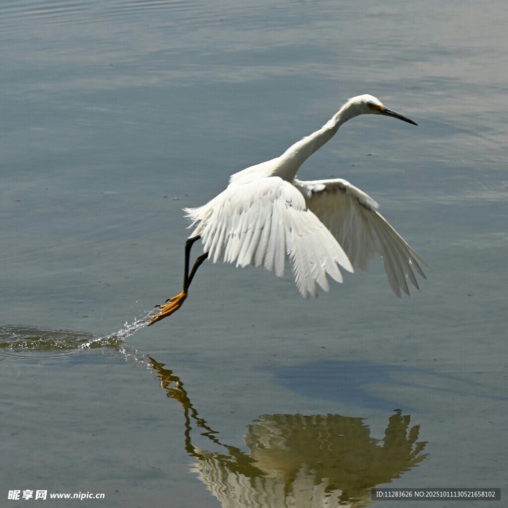 白鹭水面展翅瞬间