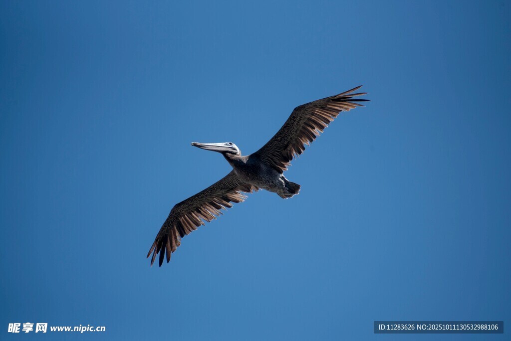 蓝天下展翅翱翔的飞鸟