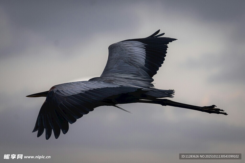 翱翔天际的灰鹭