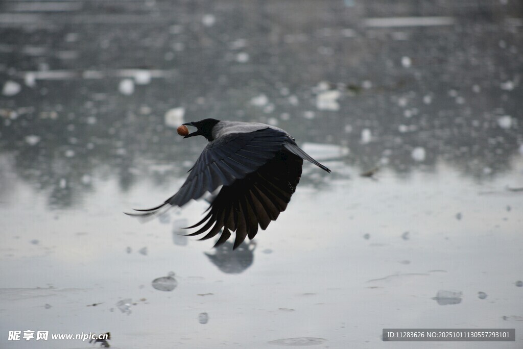 雪中飞鸟展翅瞬间