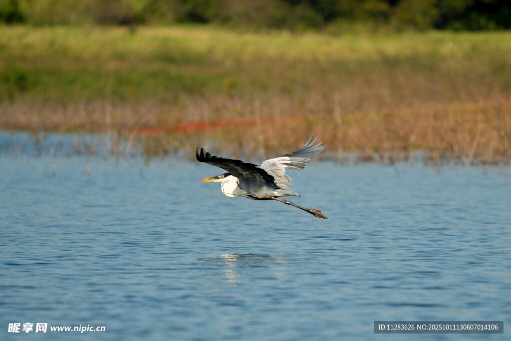 白鹭于湖面展翅飞翔