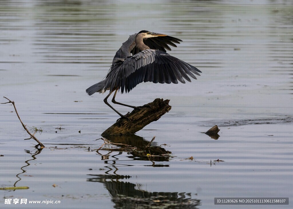 灰鹭于水面木枝展翅瞬间