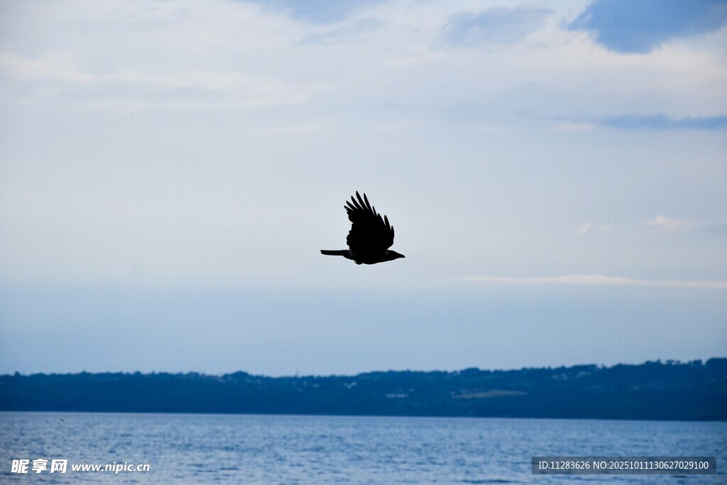 翱翔天际的雄鹰