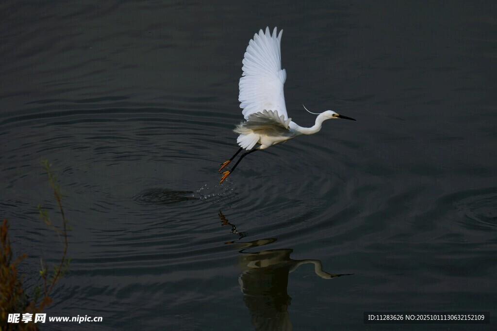 白鹭于水面展翅飞翔