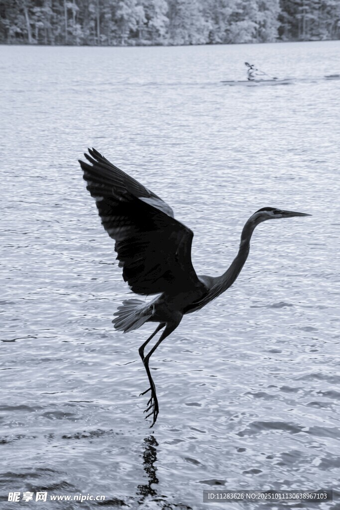苍鹭于水面展翅瞬间