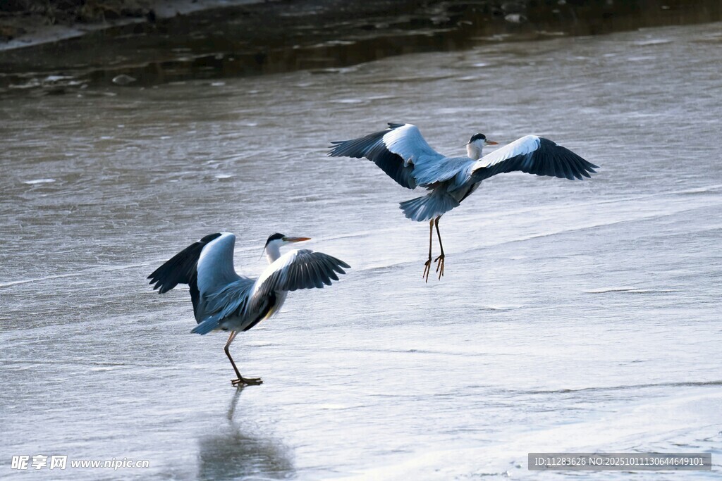 双鹭于冰面展翅起舞