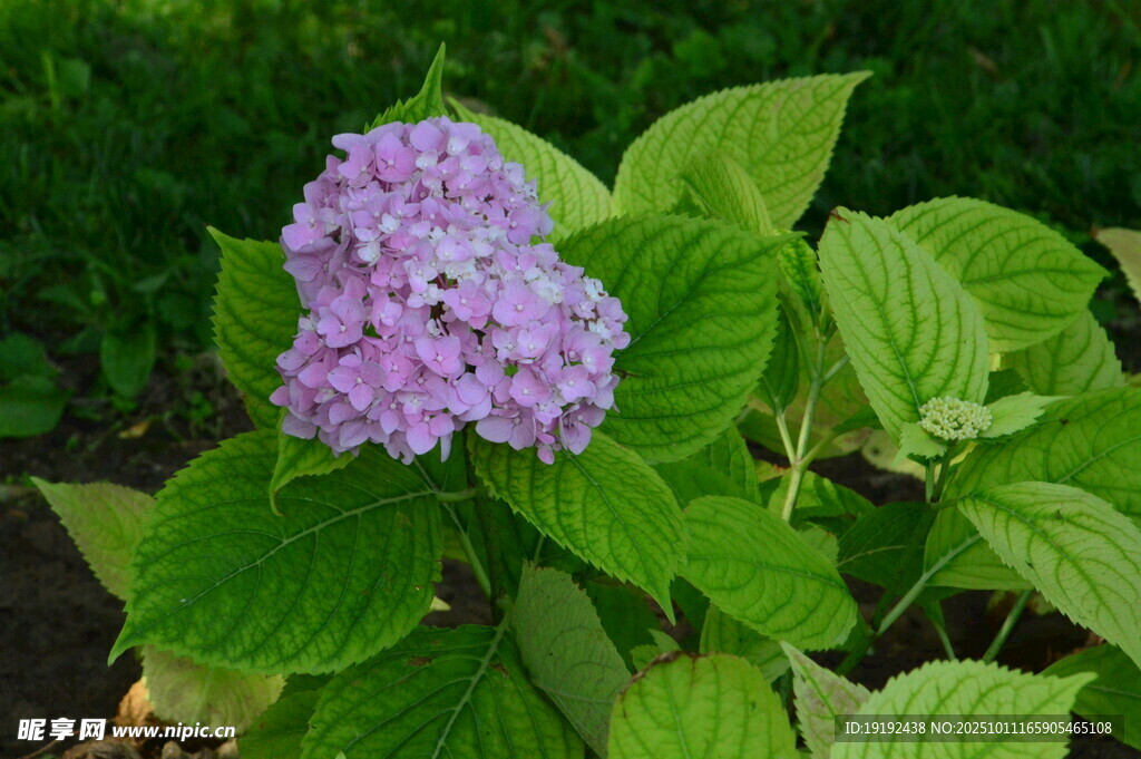 绣球花  