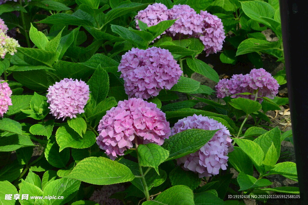 绣球花 