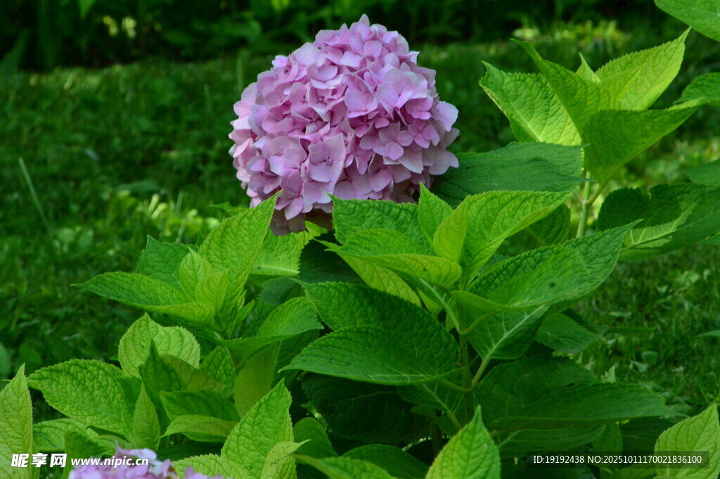 绣球花  