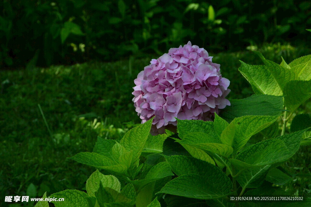 绣球花 