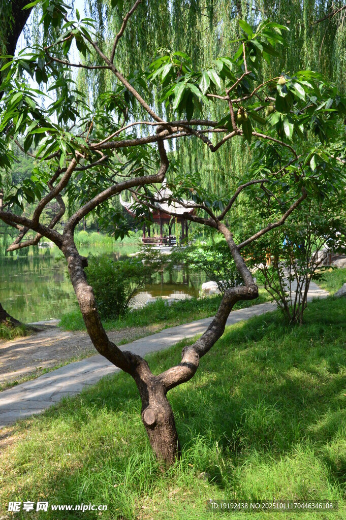 公园风景  