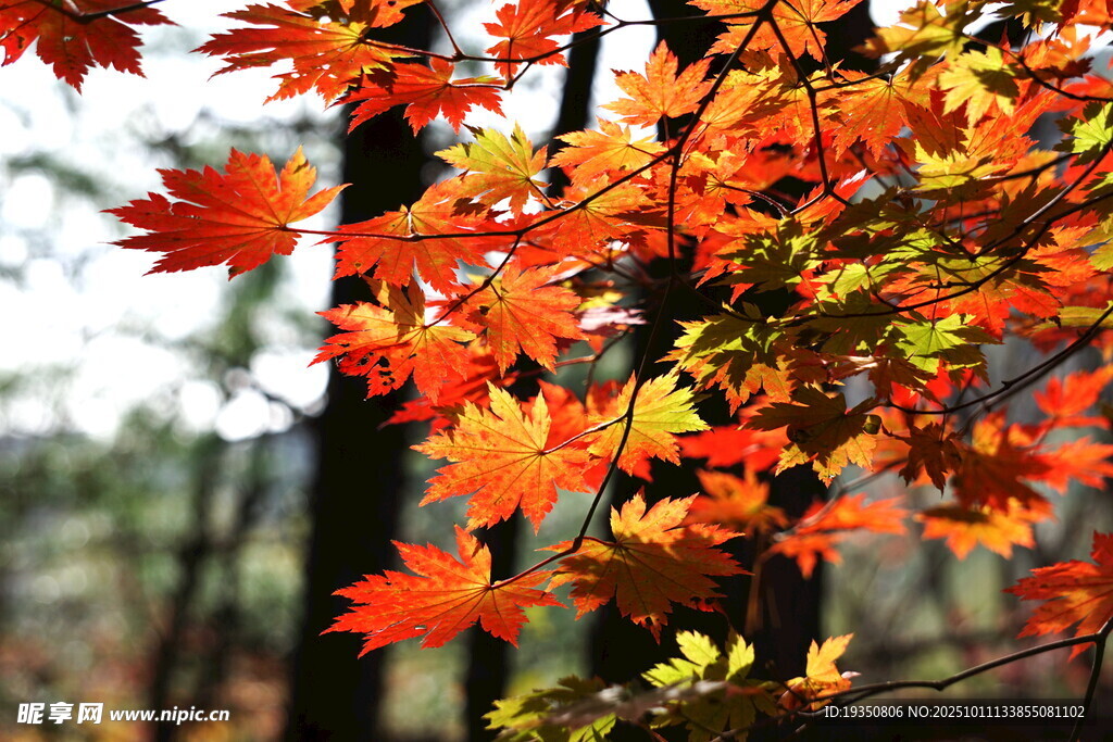 秋天辽宁本溪枫叶红叶