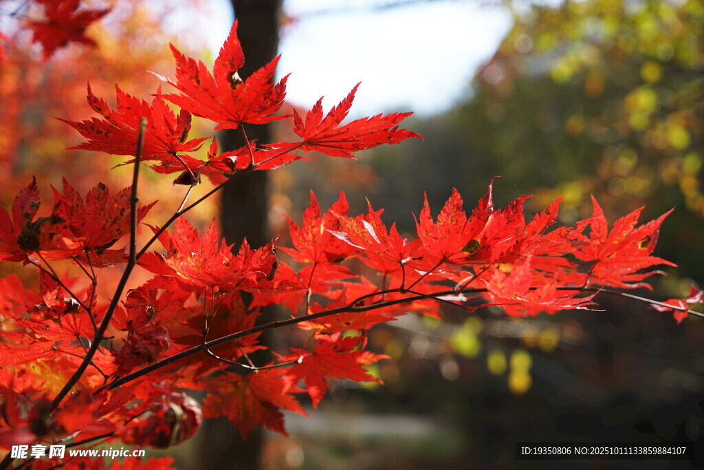 秋天火红的枫叶