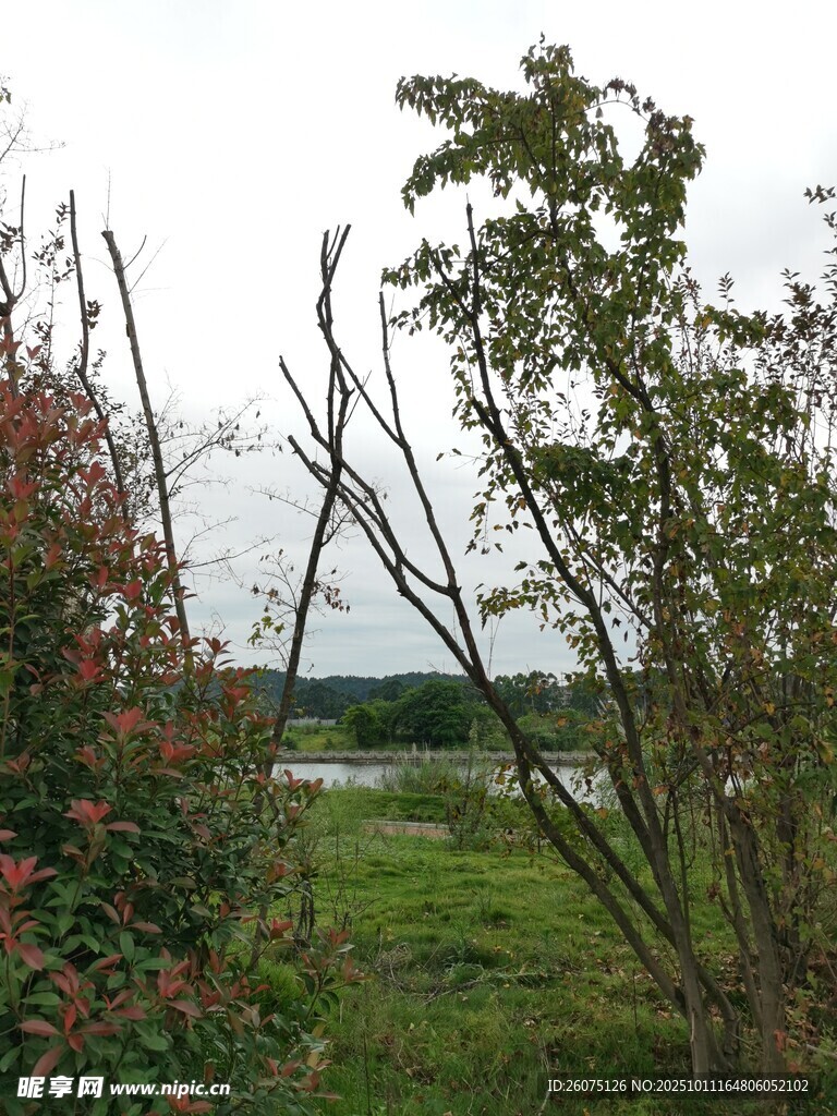 郊外绿植环绕的自然景致