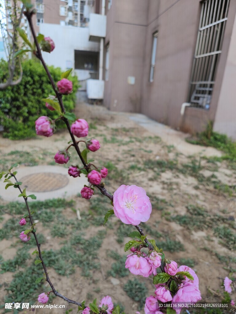 院墙边绽放的粉嫩桃花