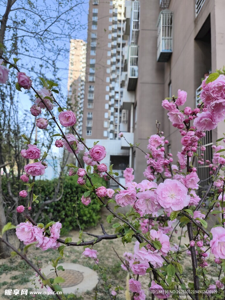 小区绽放的粉嫩花枝