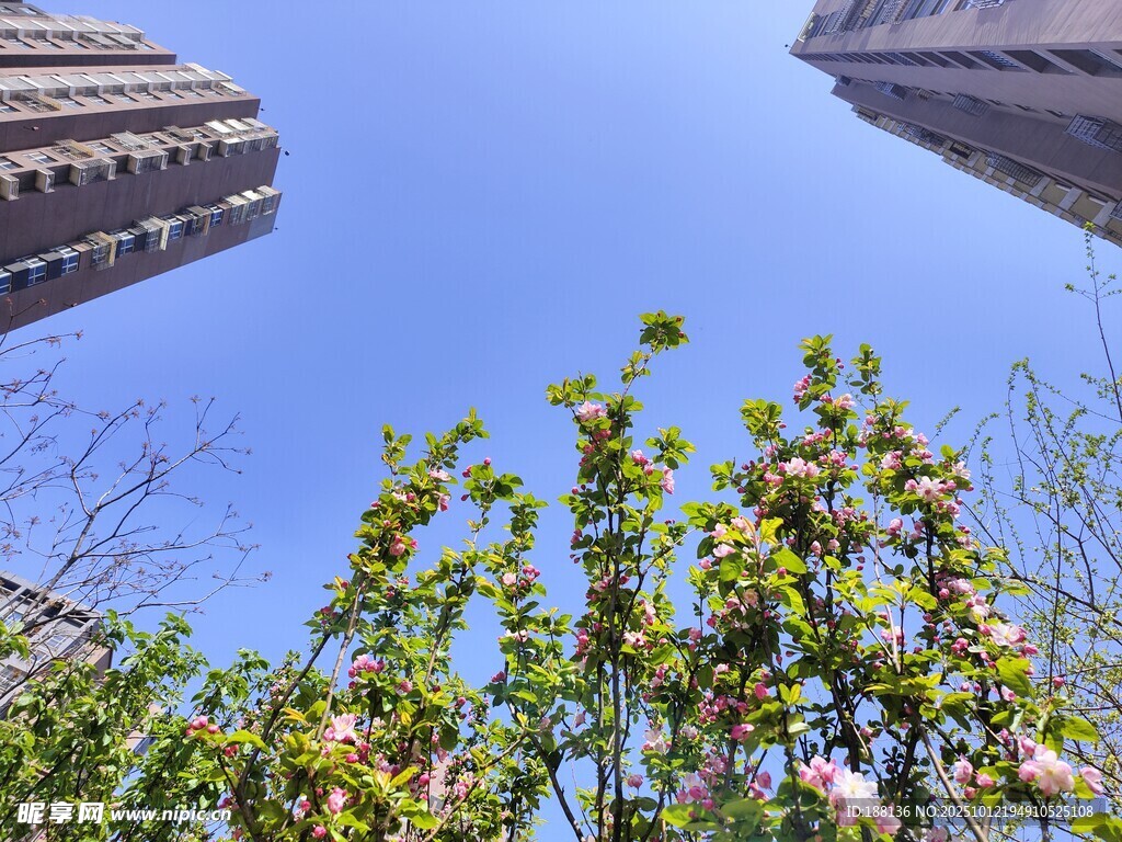 高楼间绽放的绿树繁花