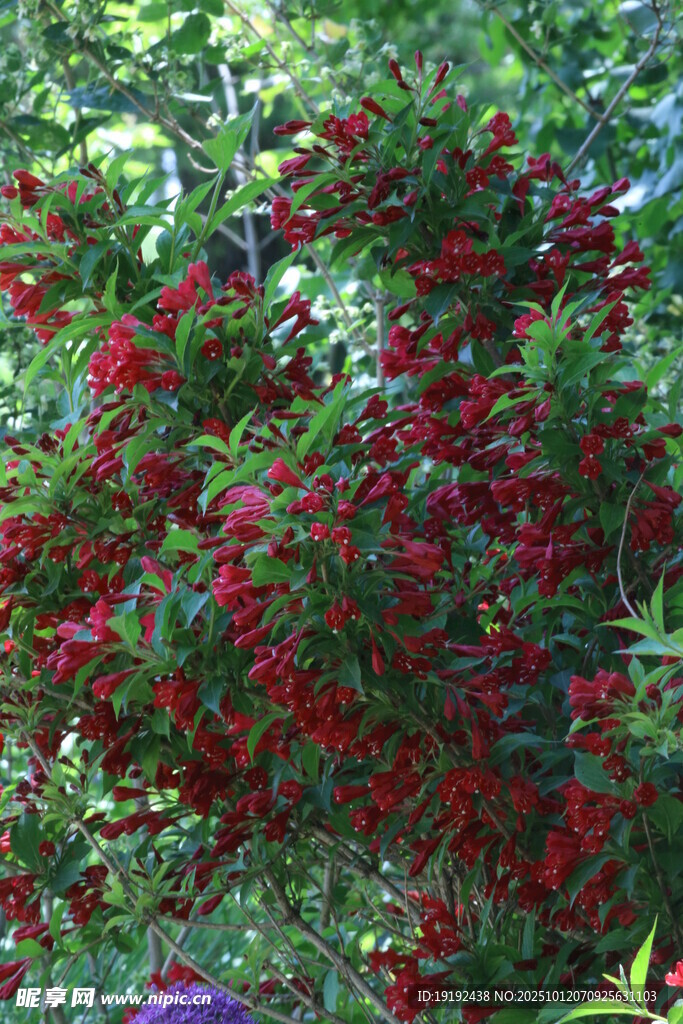 锦带花  