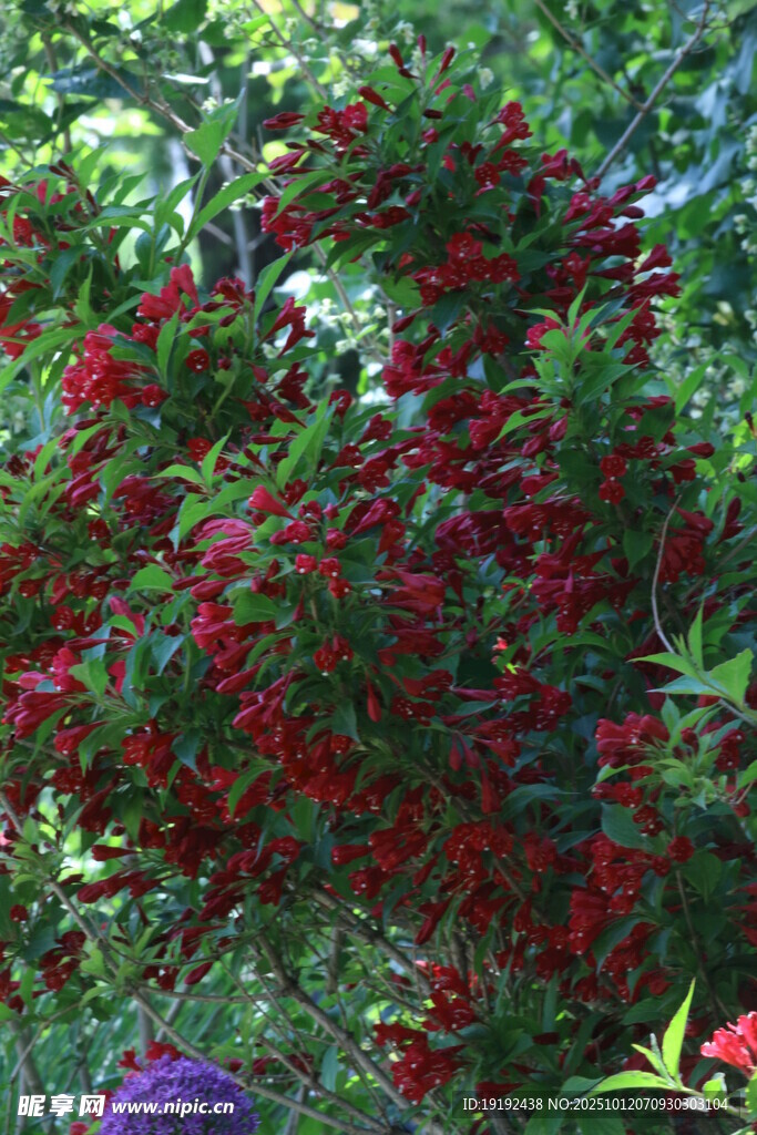 锦带花 