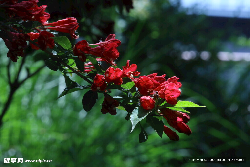 锦带花 