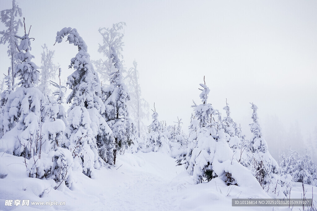 雪山林美景