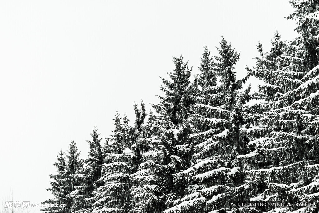 雪覆松林美景