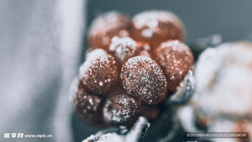 挂霜植物