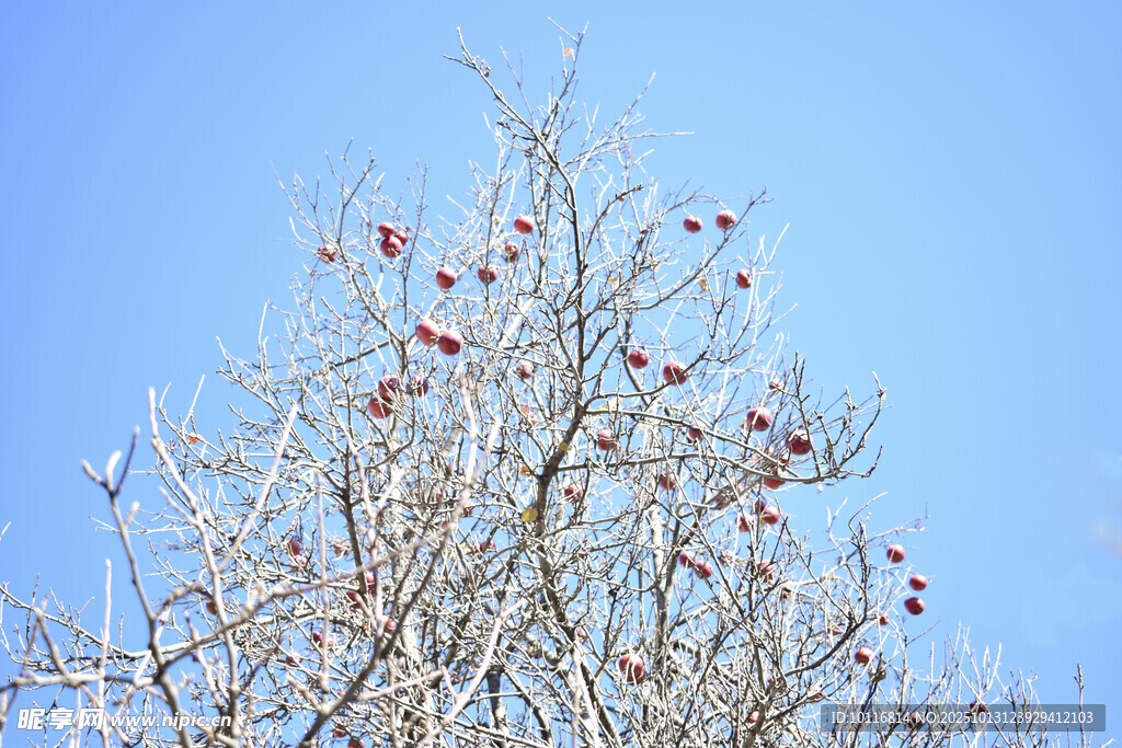 雪覆红果树枝