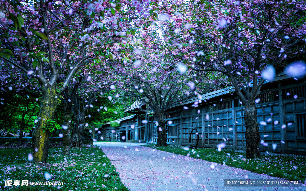 樱花树
