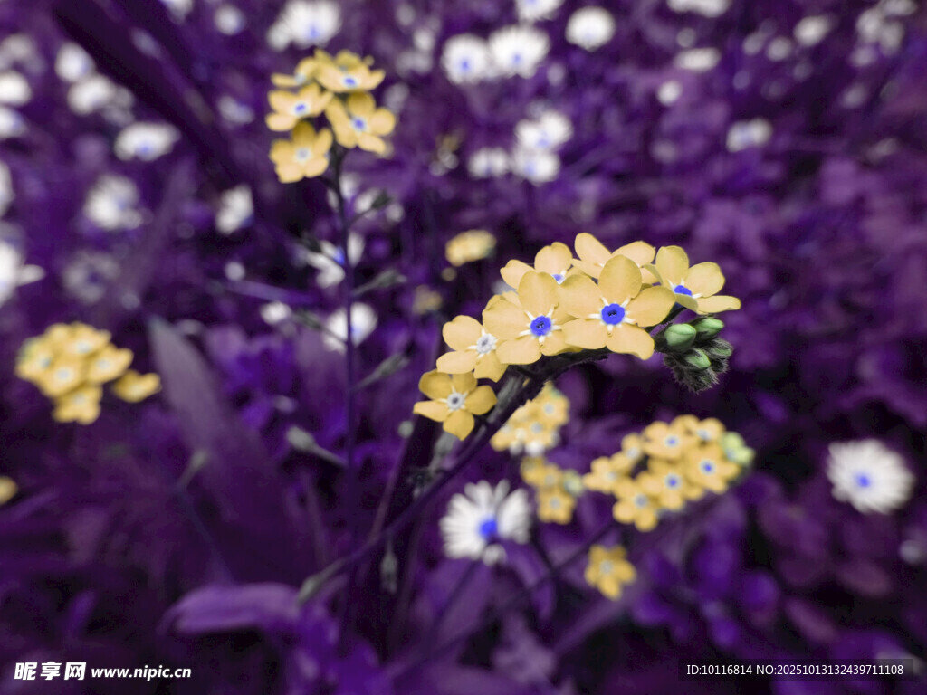 黄色小花