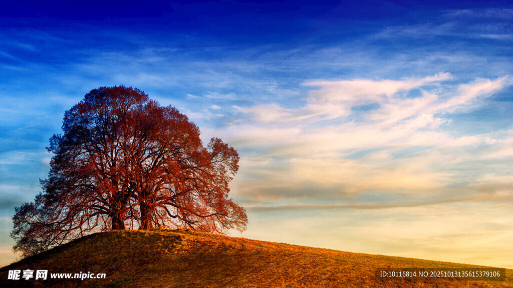 草原